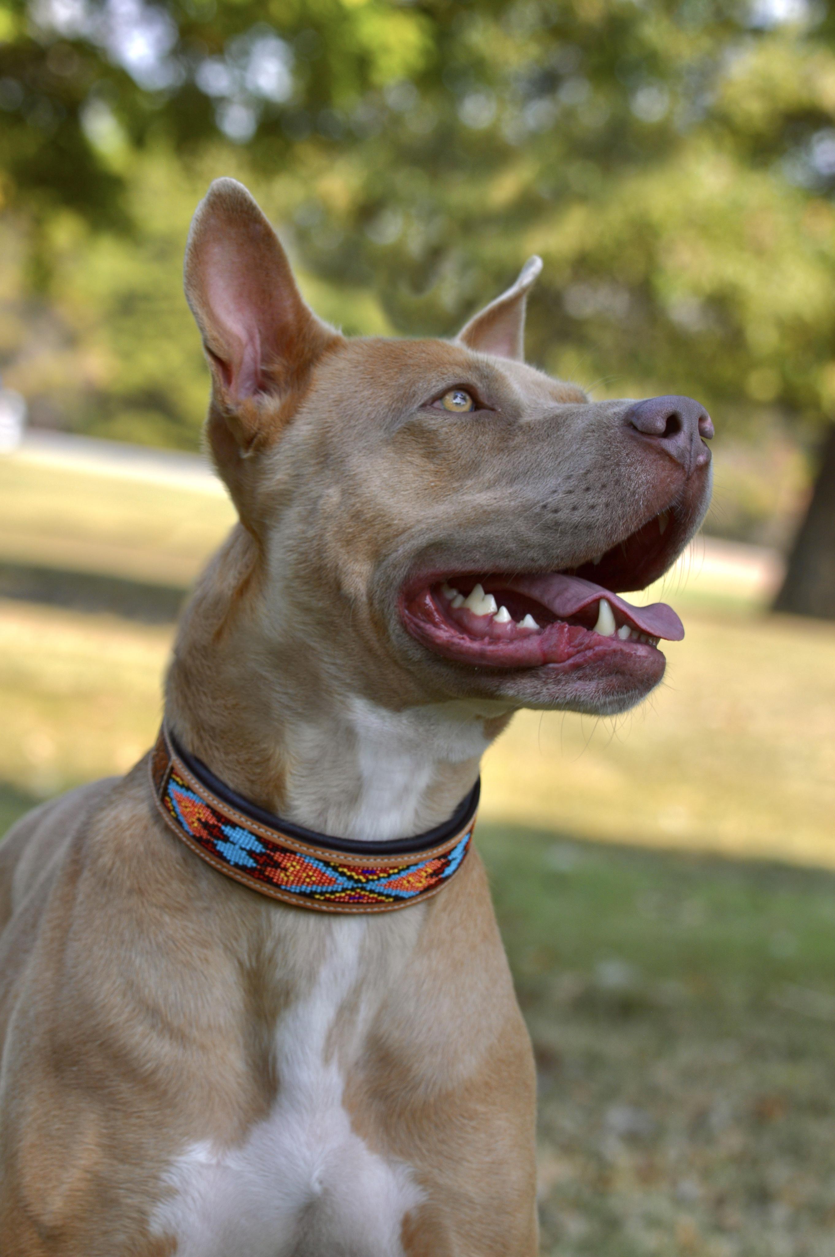 Colt, a Adoptable mixed breed in Collierville, TN image 2/6