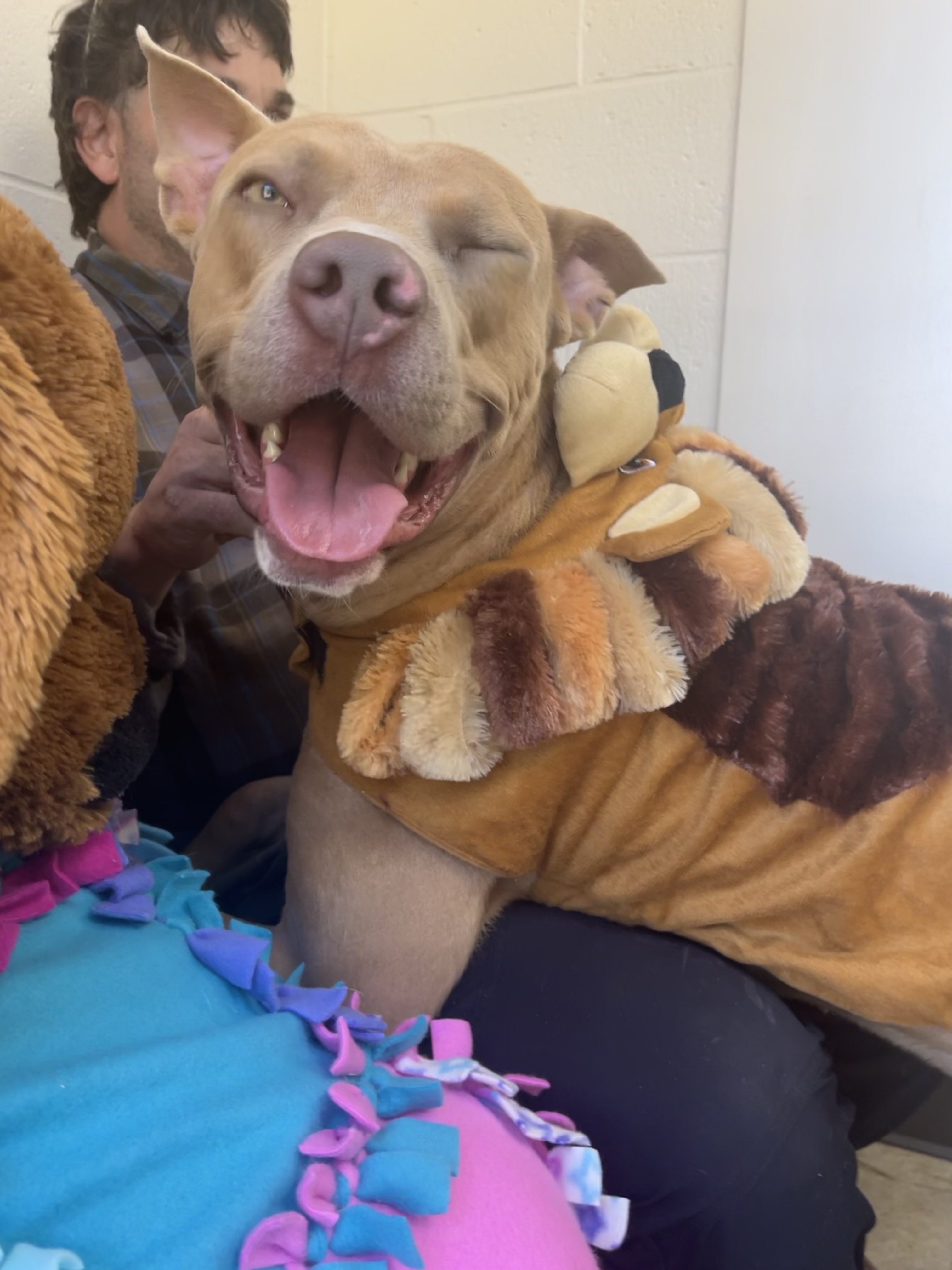 Colt, a Adoptable mixed breed in Collierville, TN image 3/6