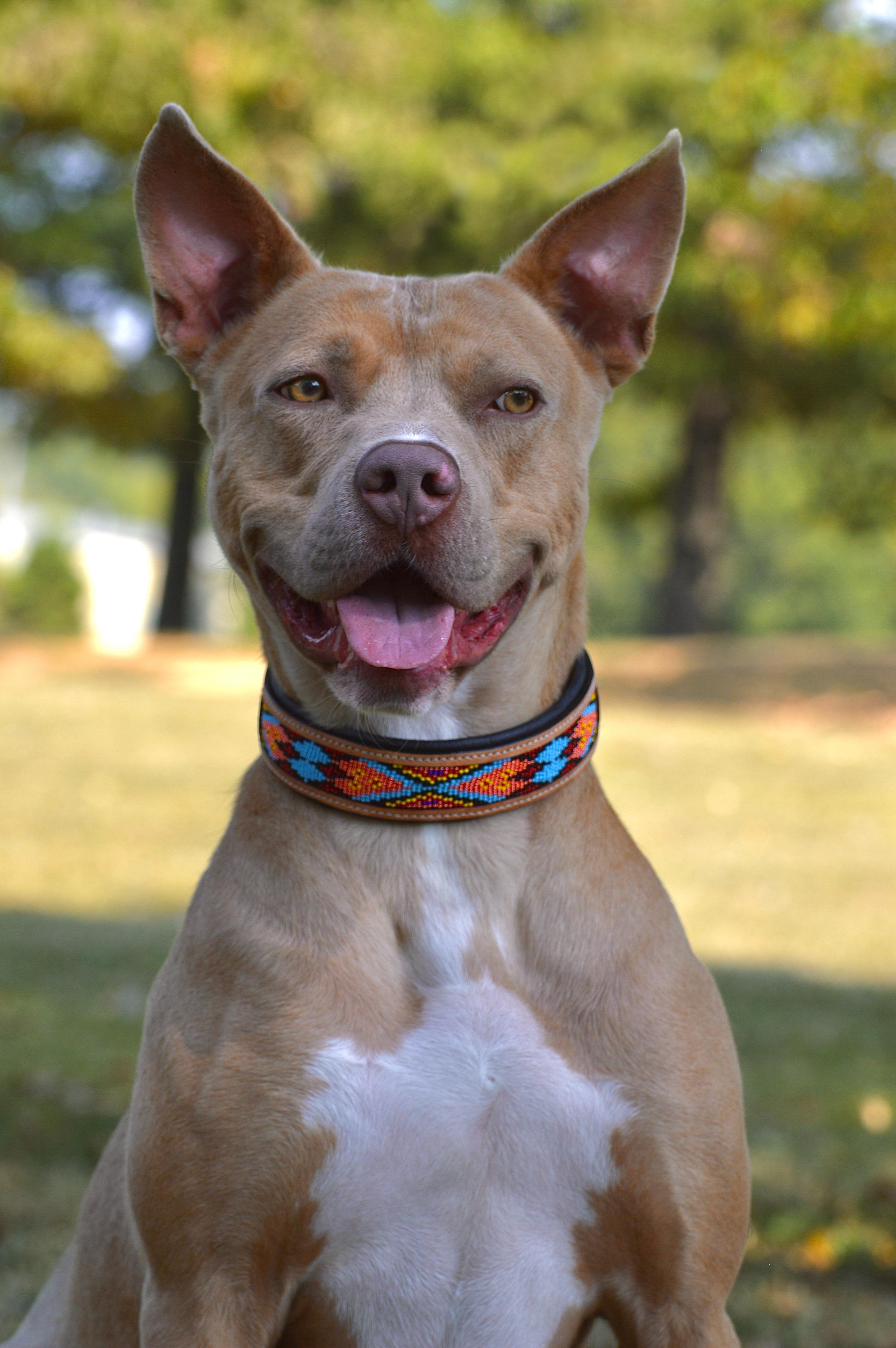 Colt, Adoptable, Adult Male Pit Bull Terrier.