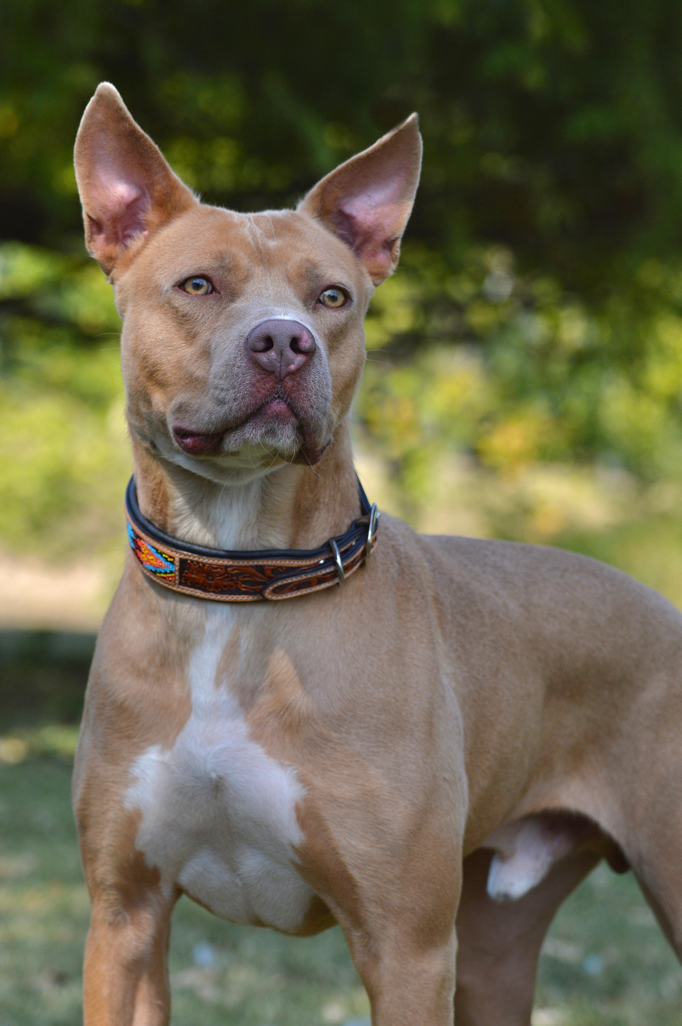 Colt, Adoptable, Adult Male Pit Bull Terrier.