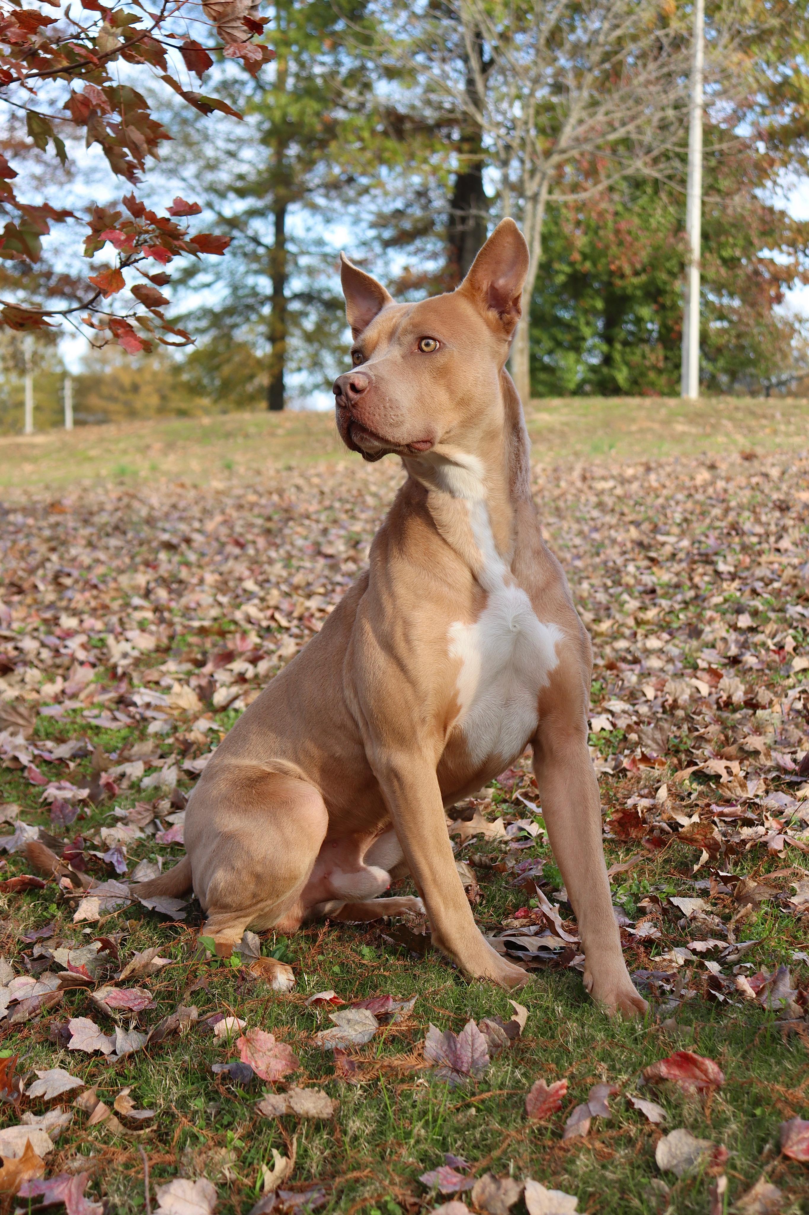 Colt, Adoptable, Adult Male Pit Bull Terrier.