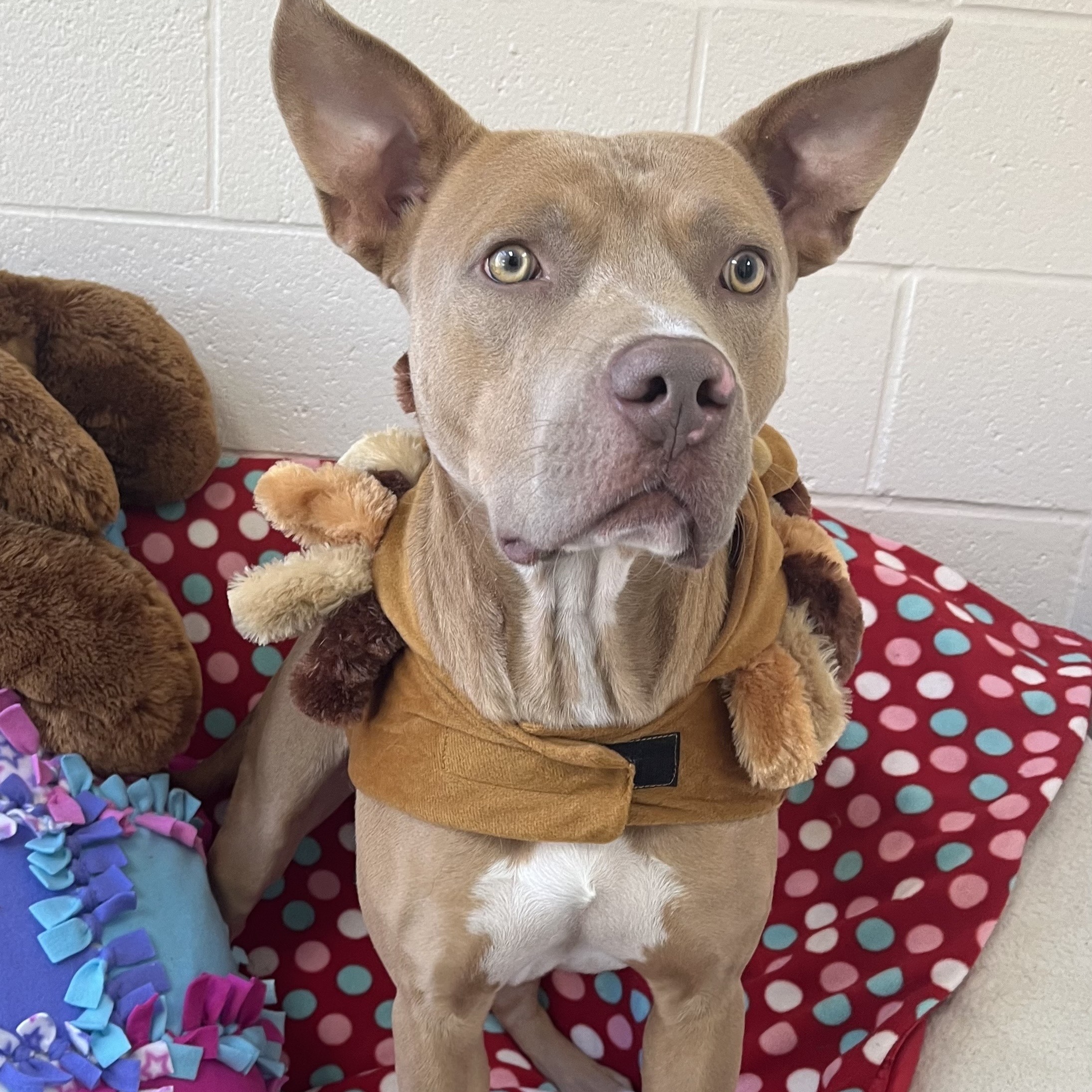 Colt, Adoptable, Adult Male Pit Bull Terrier.