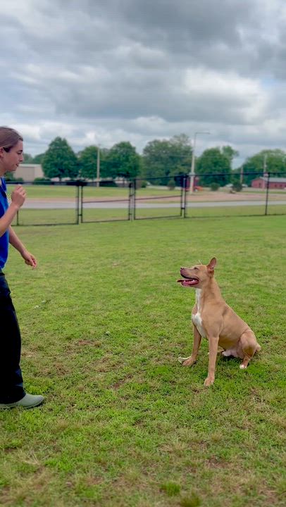 Enlarge Colt, a Adoptable mixed breed in Collierville, TN video 6/6