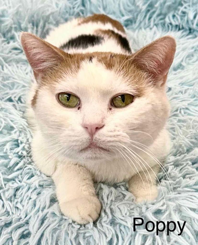 Poppy 2, Adoptable, Senior Female Calico & Domestic Short Hair.