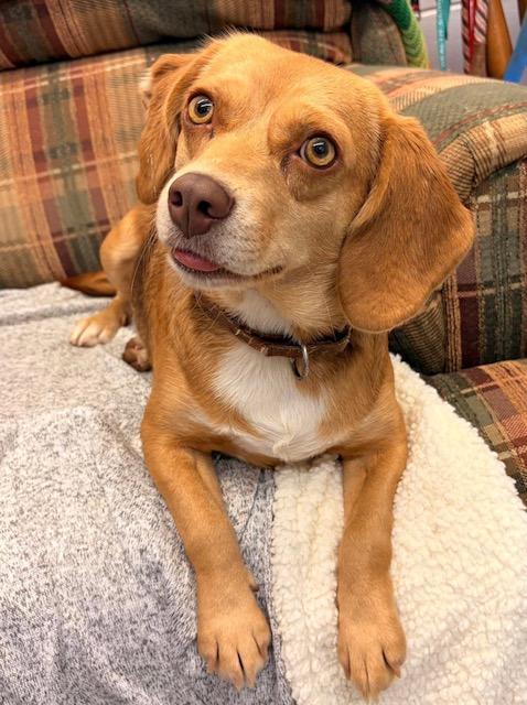 Lenny, a Adoptable Beagle in Williamsburg, VA image 1/6