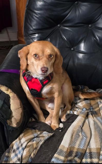 Lenny, a Adoptable Beagle in Williamsburg, VA image 2/6
