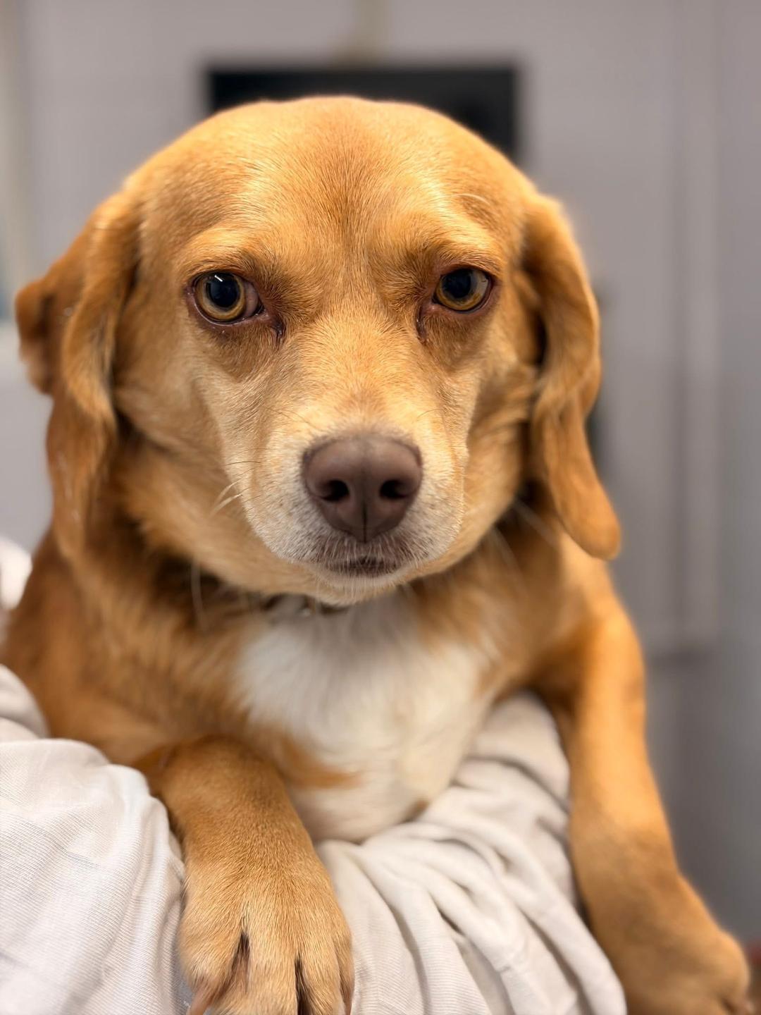 Lenny, a Adoptable Beagle in Williamsburg, VA image 3/6