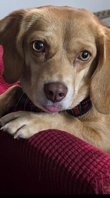 Lenny, a Adoptable Beagle in Williamsburg, VA image 5/6