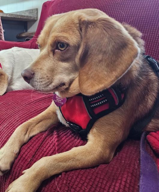 Lenny, a Adoptable Beagle in Williamsburg, VA image 6/6