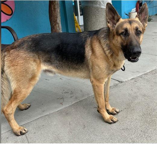 PETE, Adoptable, Young Male German Shepherd Dog.