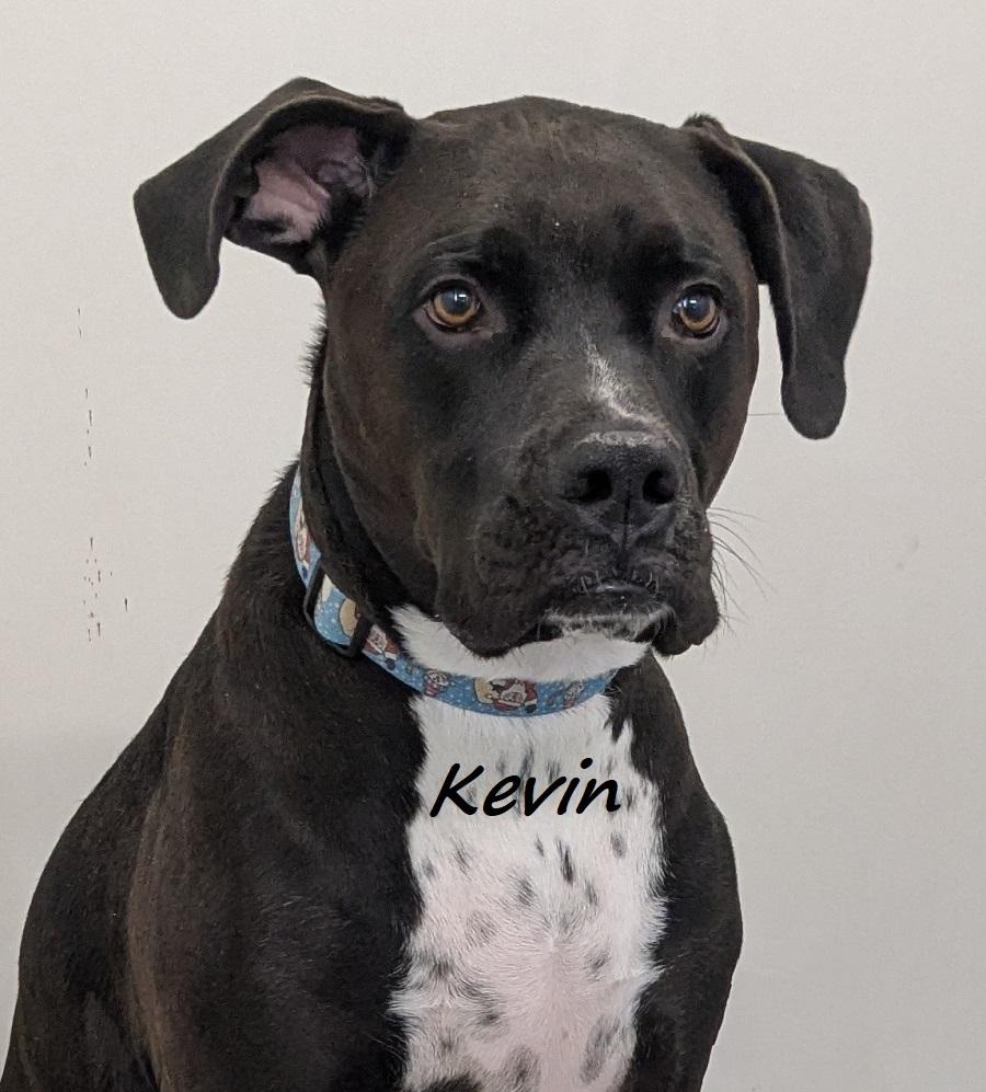 Kevin, Young Male Great Dane