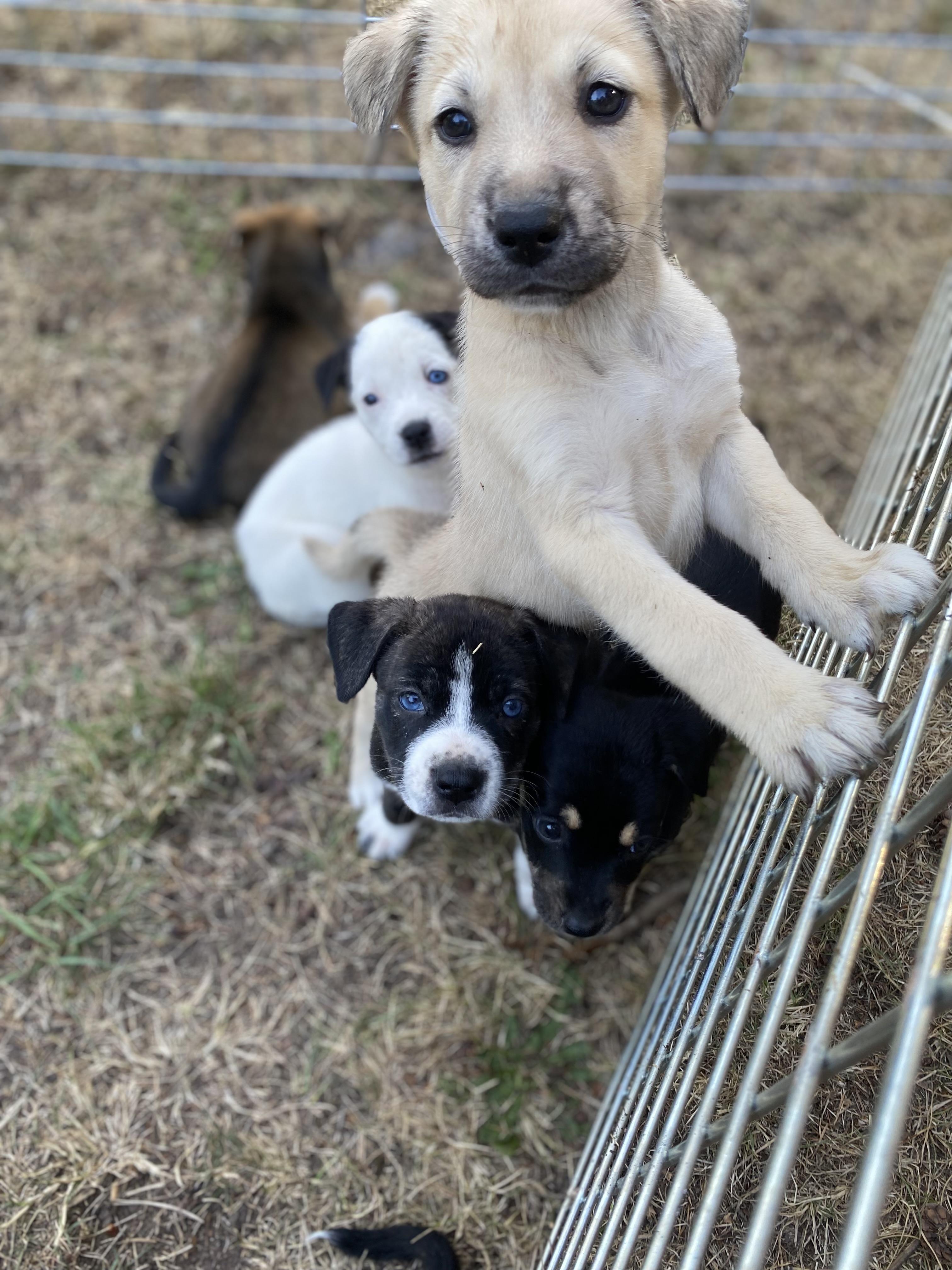 Enlarge Maya, a Adopted mixed breed in Gig Harbor, WA image 1/6