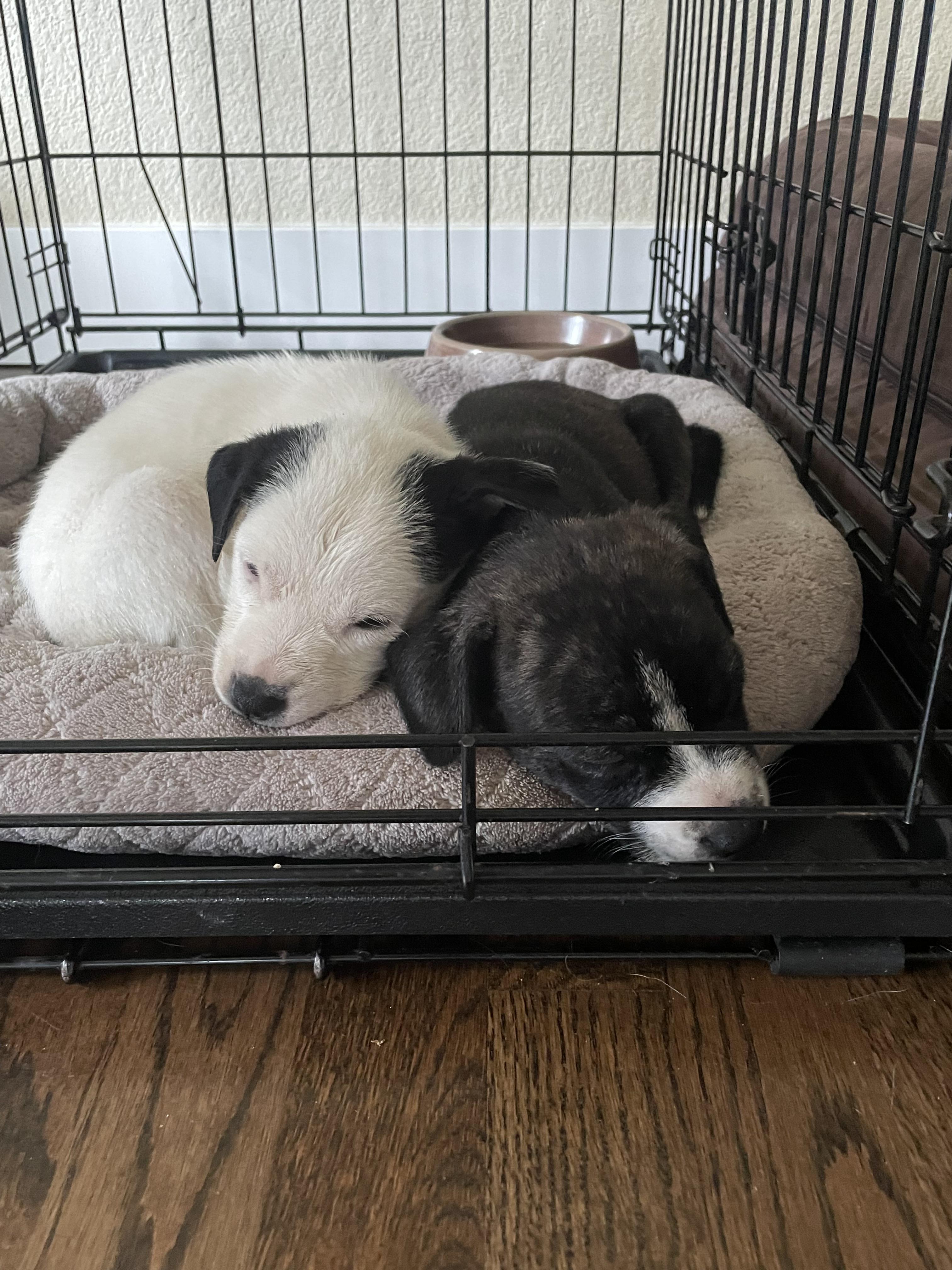 Enlarge Maya, a Adopted mixed breed in Gig Harbor, WA image 5/6