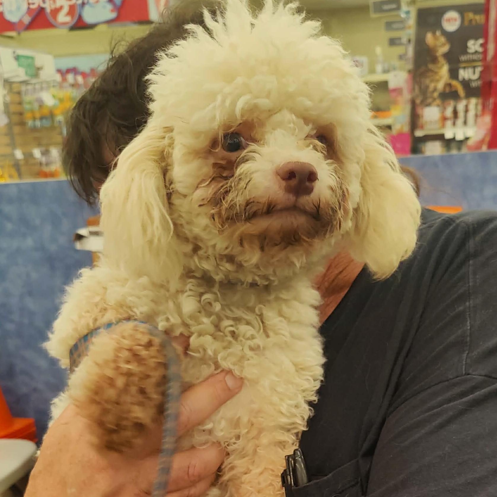 Jerome aka Pinecone, Adoptable, Adult Male Miniature Poodle.