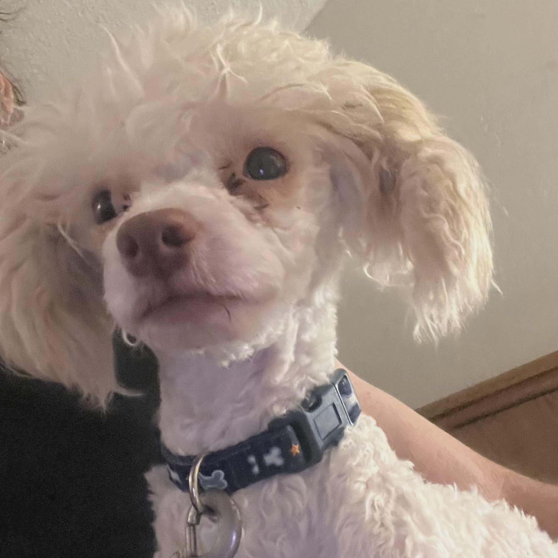 Jerome aka Pinecone, a Adoptable Miniature Poodle in Marana, AZ image 1/3
