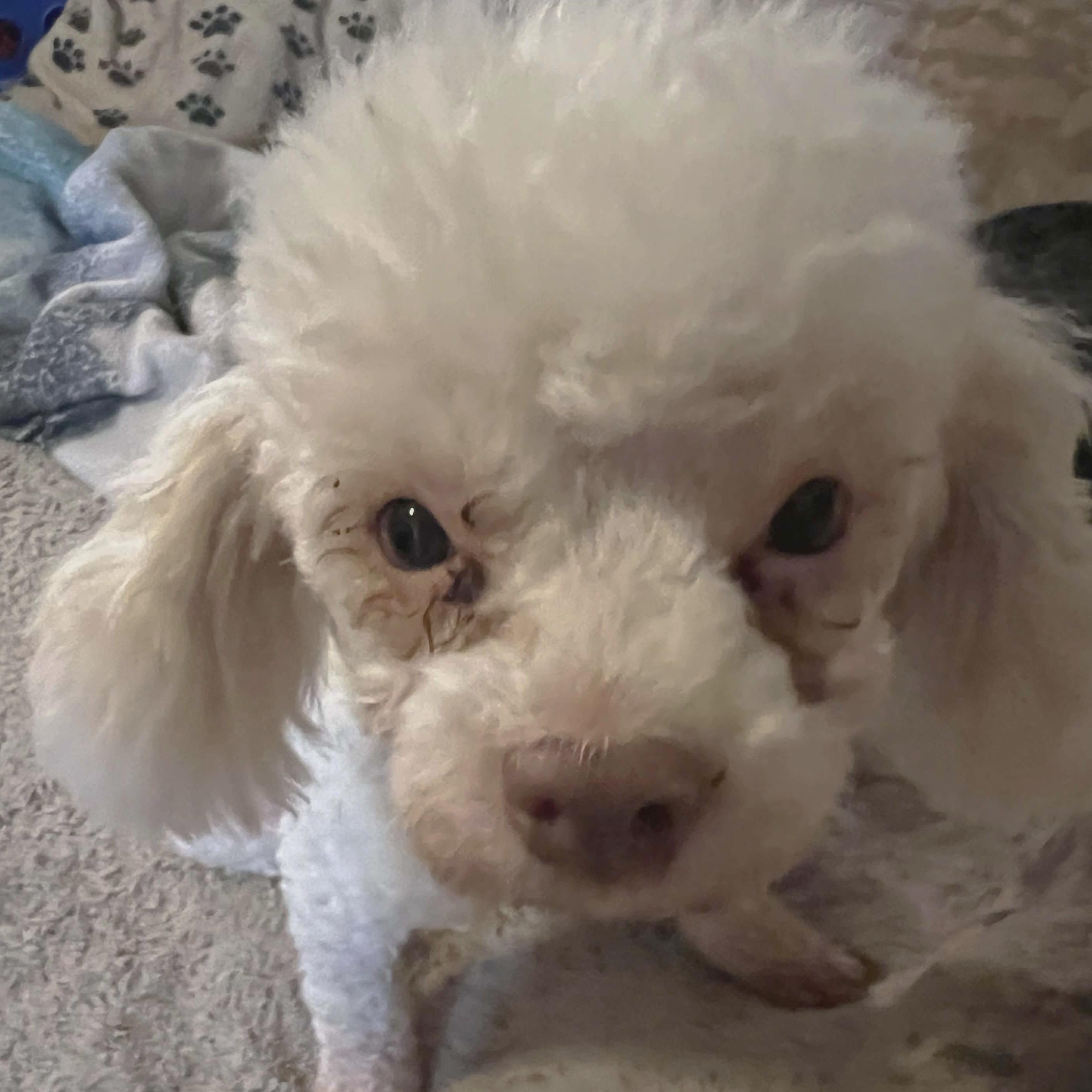 Jerome aka Pinecone, a Adoptable Miniature Poodle in Marana, AZ image 2/3