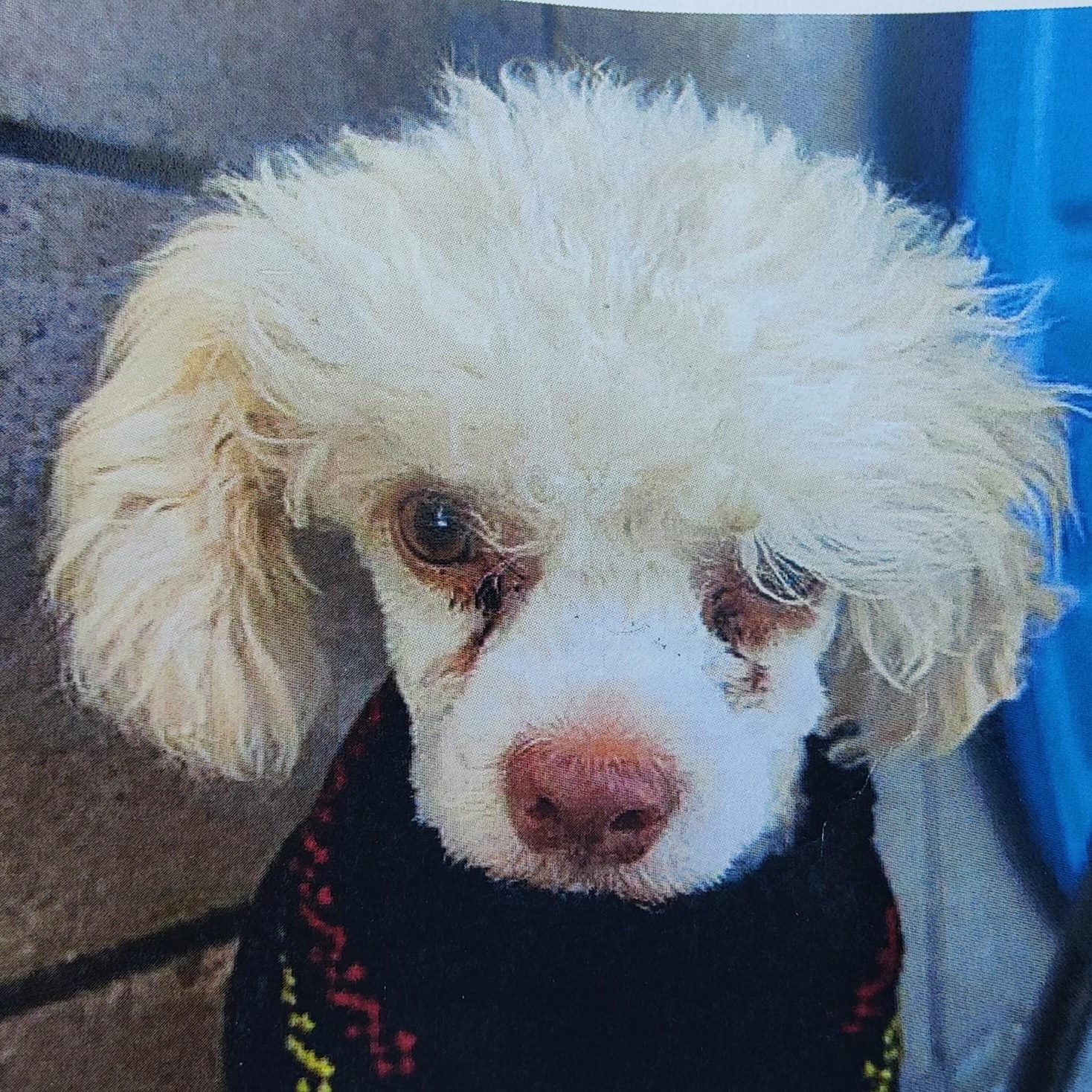 Jerome aka Pinecone, a Adoptable Miniature Poodle in Marana, AZ image 3/3