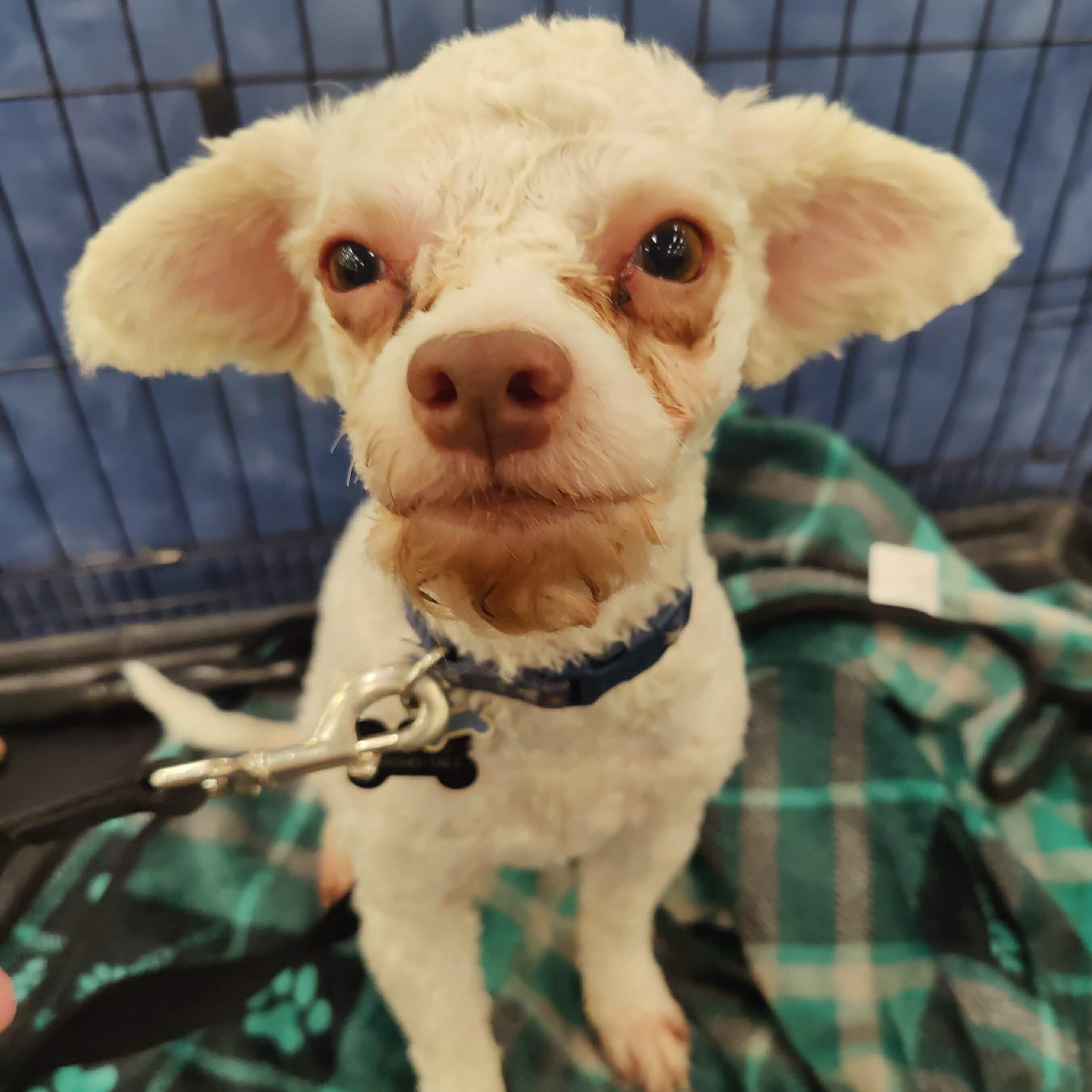 Jerome aka Pinecone, Adoptable, Adult Male Miniature Poodle.