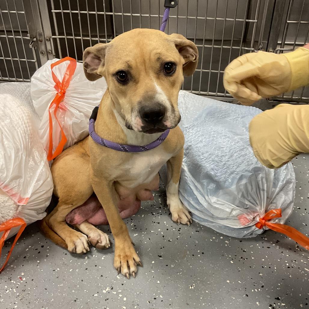 Reba P4P, Adoptable, Adult Female Mixed Breed.