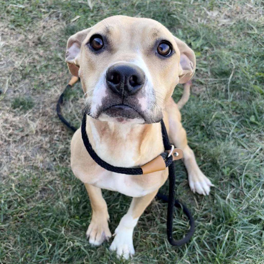 Enlarge Reba P4P, a Adoptable Mixed Breed in St Joseph, MO image 2/2