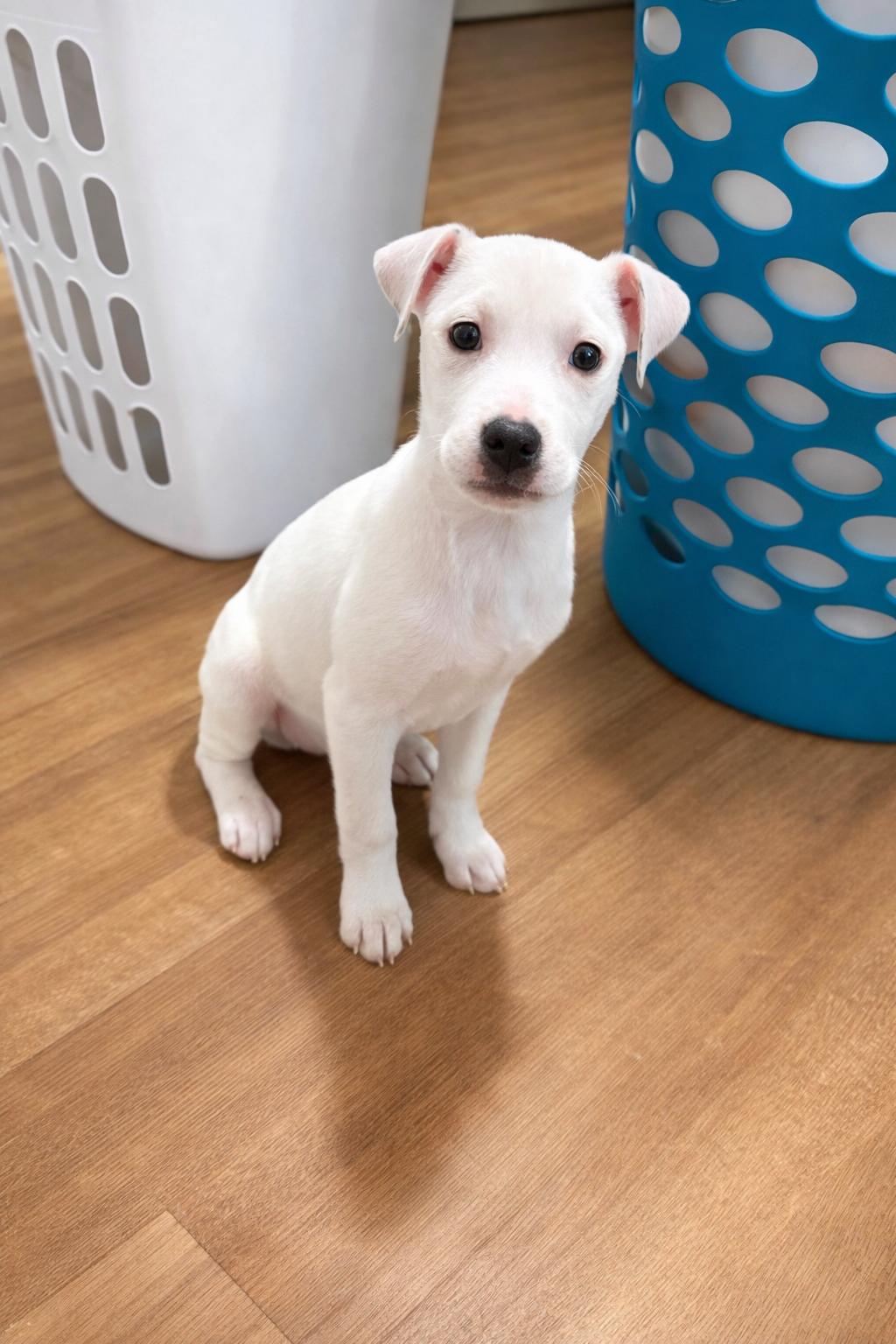 River, a ADOPTABLE Mixed Breed in Kenosha, WI image 3/3