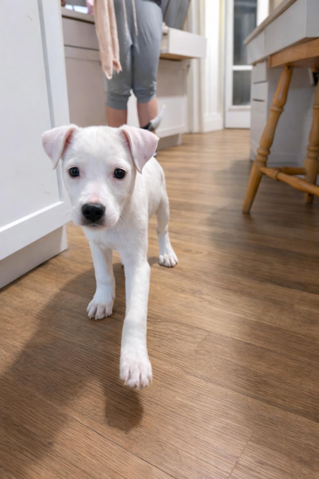 River, a ADOPTABLE Mixed Breed in Kenosha, WI image 1/3