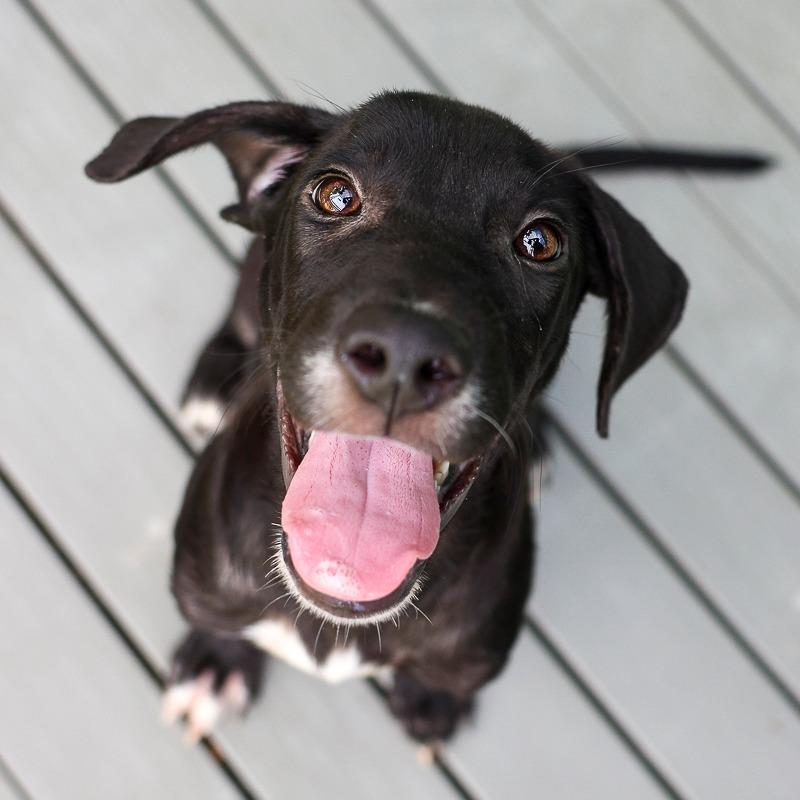 Enlarge Monopoly, a Adoptable Mixed Breed in Bradenton, FL image 1/6