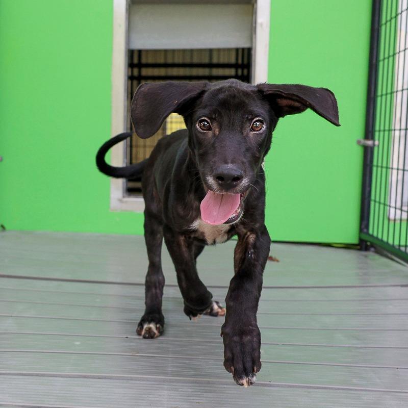 Enlarge Monopoly, a Adoptable Mixed Breed in Bradenton, FL image 2/6