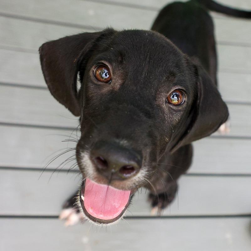 Enlarge Monopoly, a Adoptable Mixed Breed in Bradenton, FL image 3/6