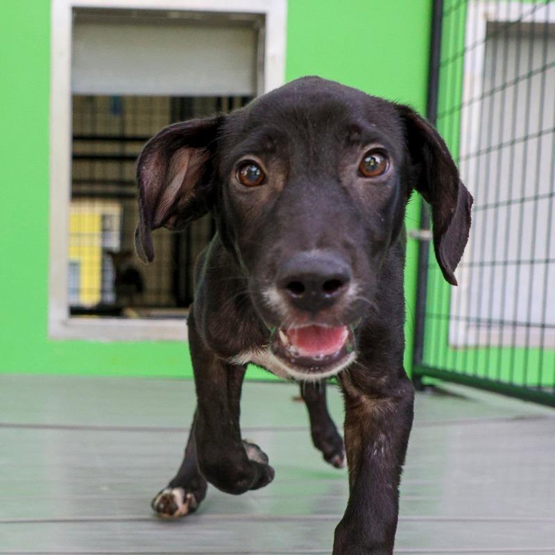 Enlarge Monopoly, a Adoptable Mixed Breed in Bradenton, FL image 4/6