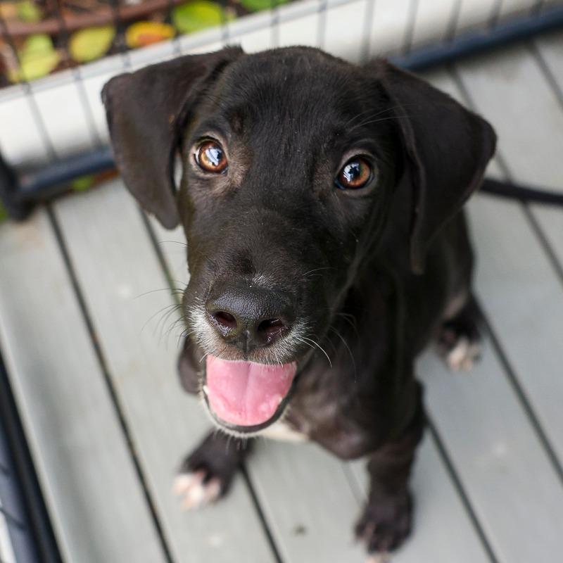 Enlarge Monopoly, a Adoptable Mixed Breed in Bradenton, FL image 5/6