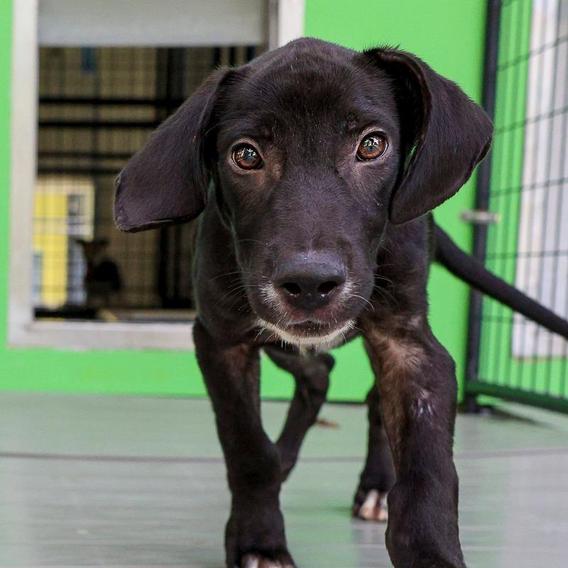 Enlarge Monopoly, a Adoptable Mixed Breed in Bradenton, FL image 6/6