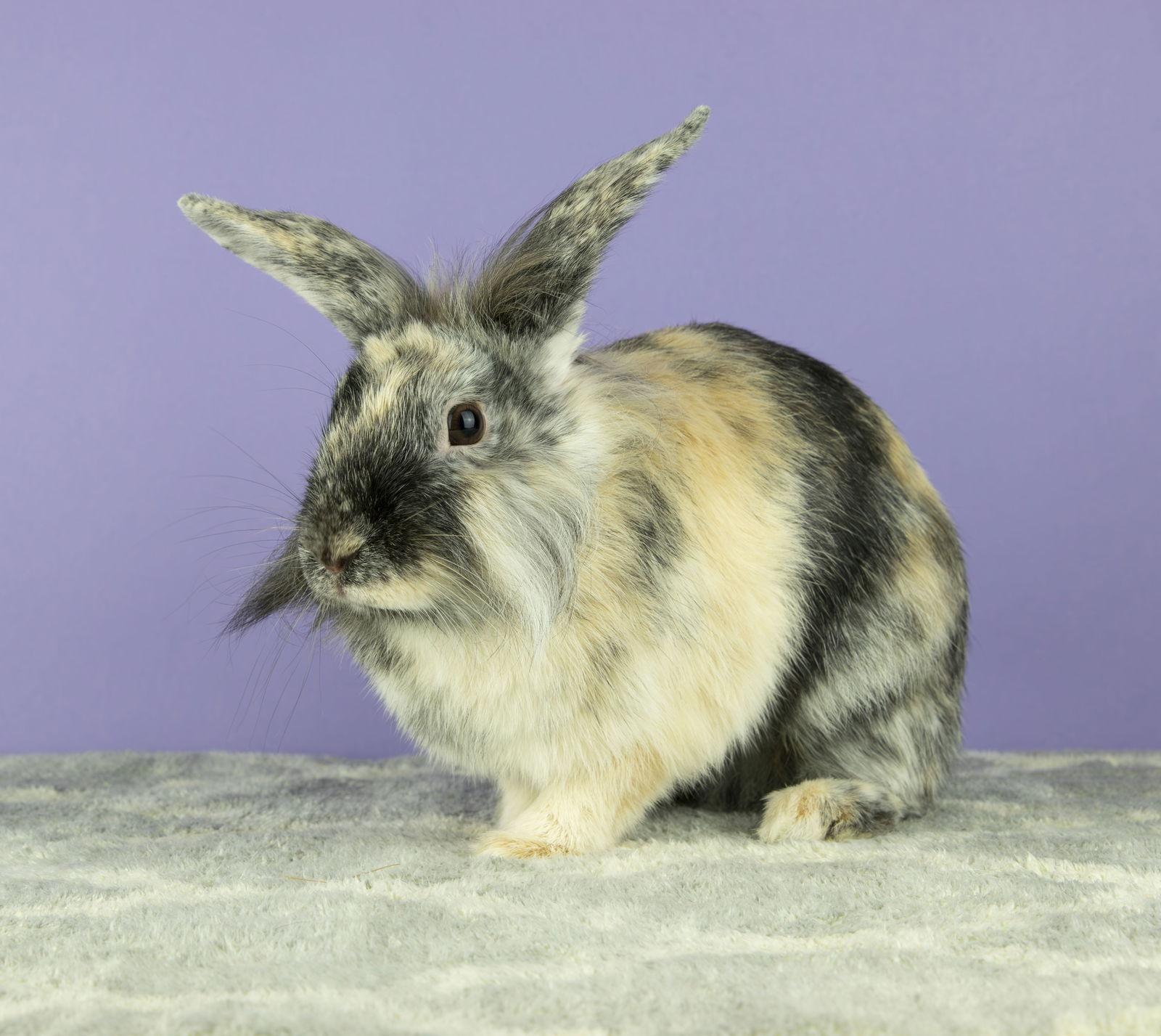 Talia, Adoptable, Young Female Lionhead & Harlequin.
