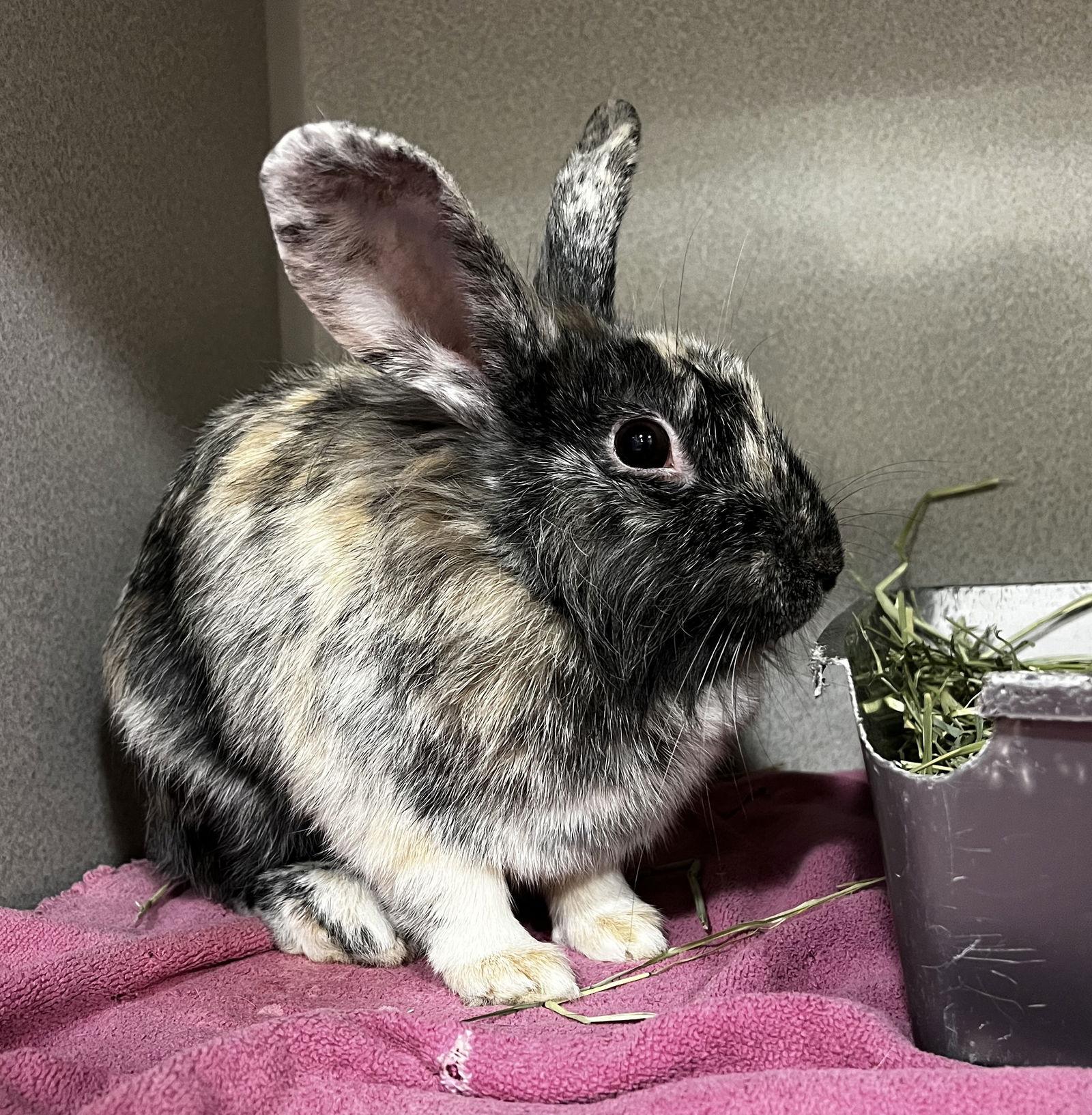 Enlarge Talia, a Adoptable mixed breed in Smithtown, NY image 2/2