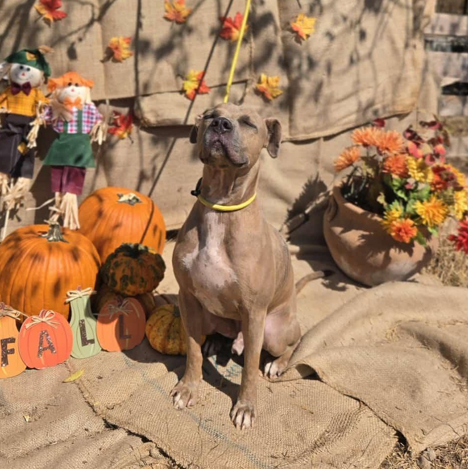 Buddy, an adoptable American Staffordshire Terrier, Boxer in Hermantown, MN, 55811 | Photo Image 5