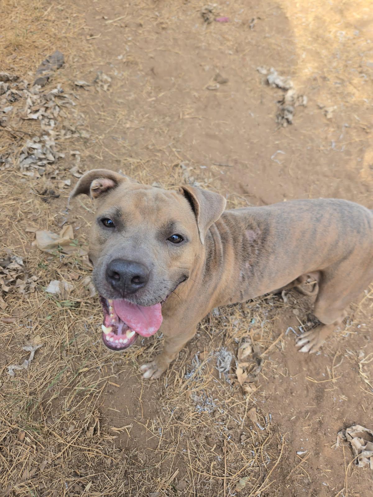 Buddy, an adoptable American Staffordshire Terrier, Boxer in Hermantown, MN, 55811 | Photo Image 3