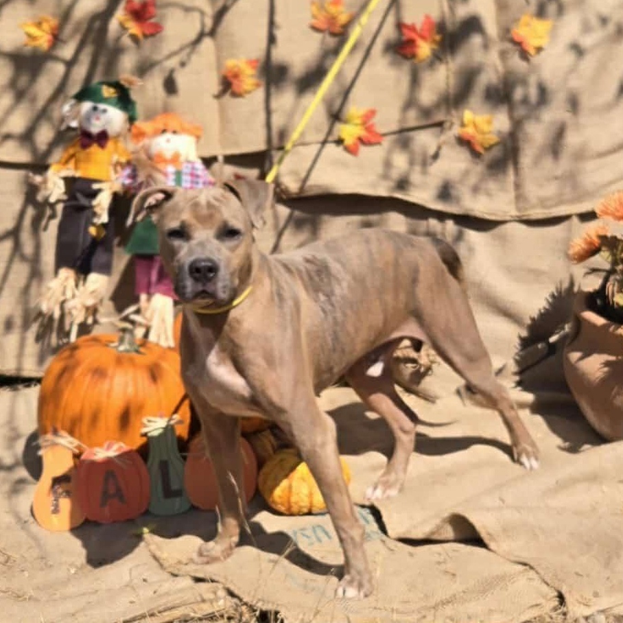 Buddy, an adoptable American Staffordshire Terrier, Boxer in Hermantown, MN, 55811 | Photo Image 6