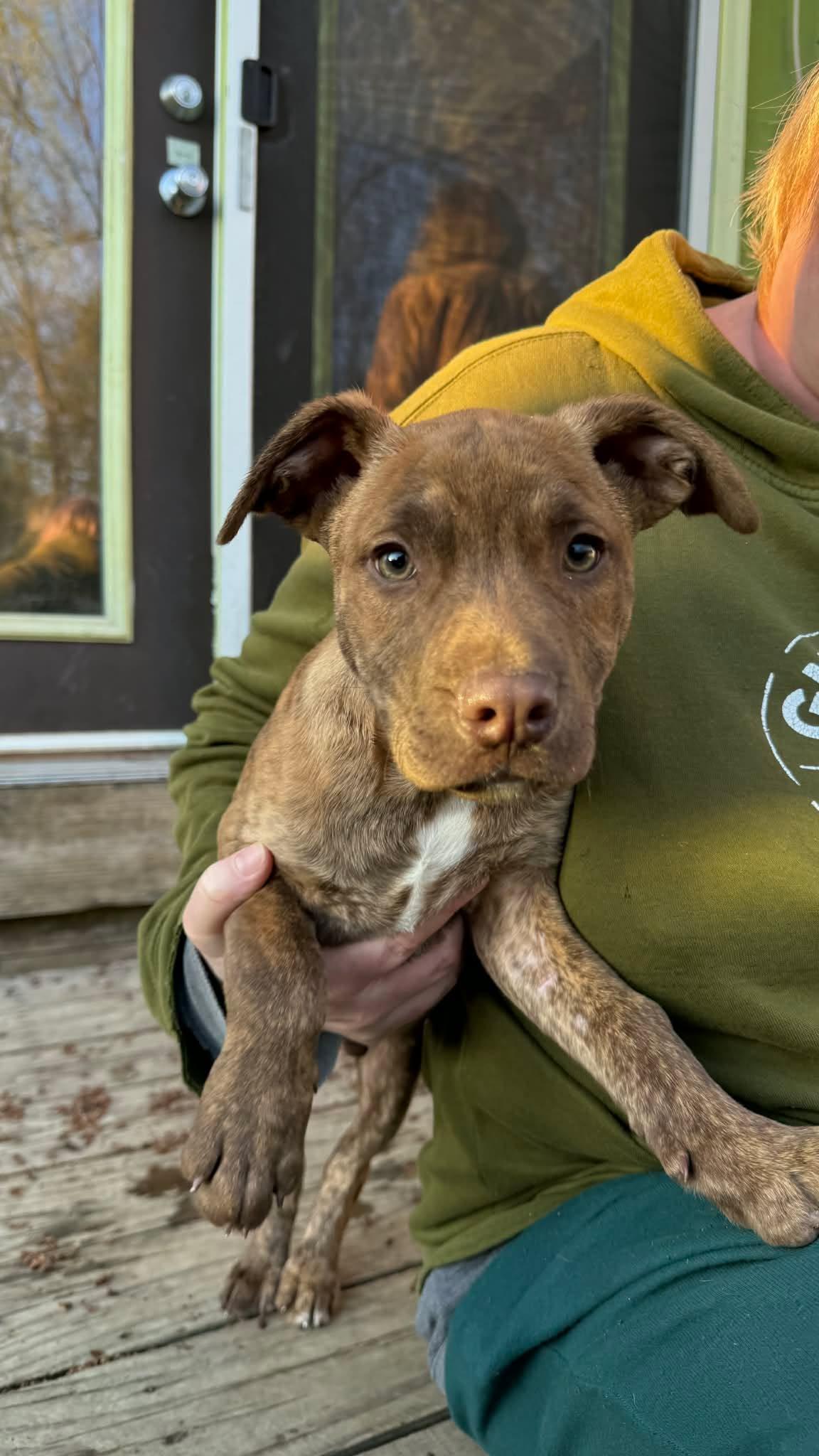 Enlarge Tornado, an adoptable mixed breed in Kalamazoo, MI image 2/4