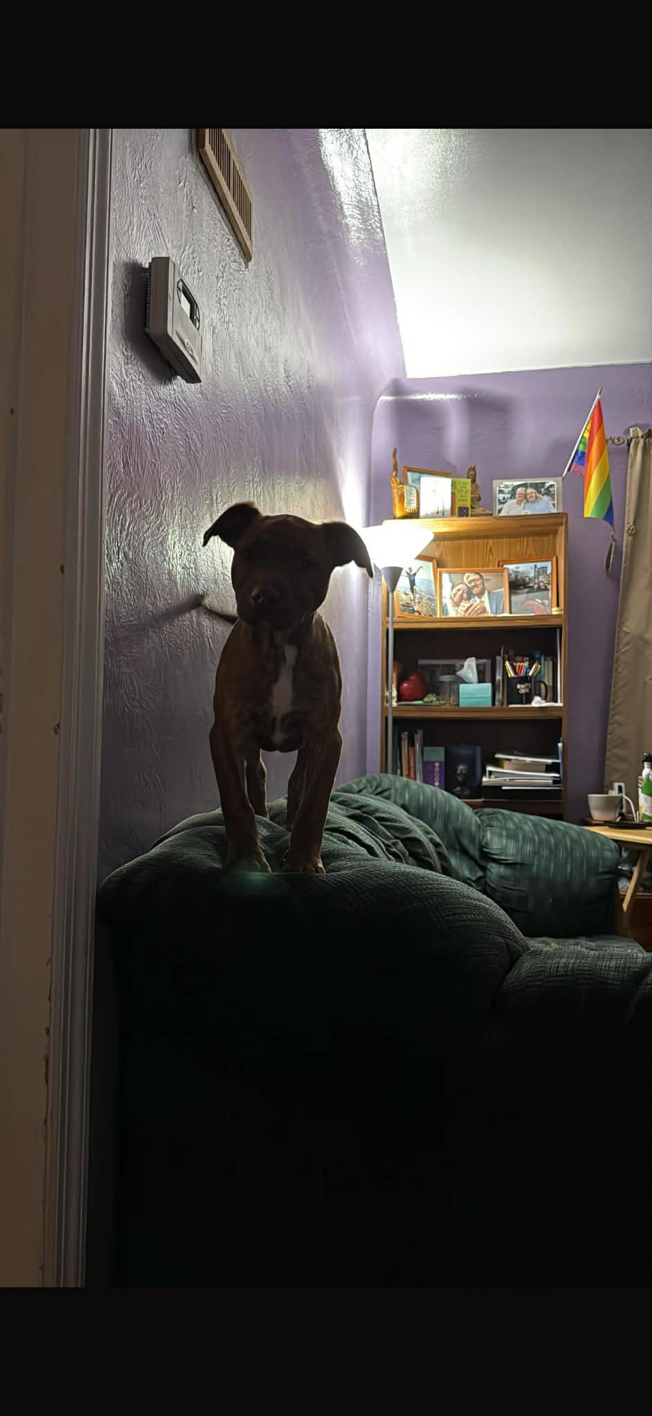 Enlarge Tornado, an adoptable mixed breed in Kalamazoo, MI image 3/4