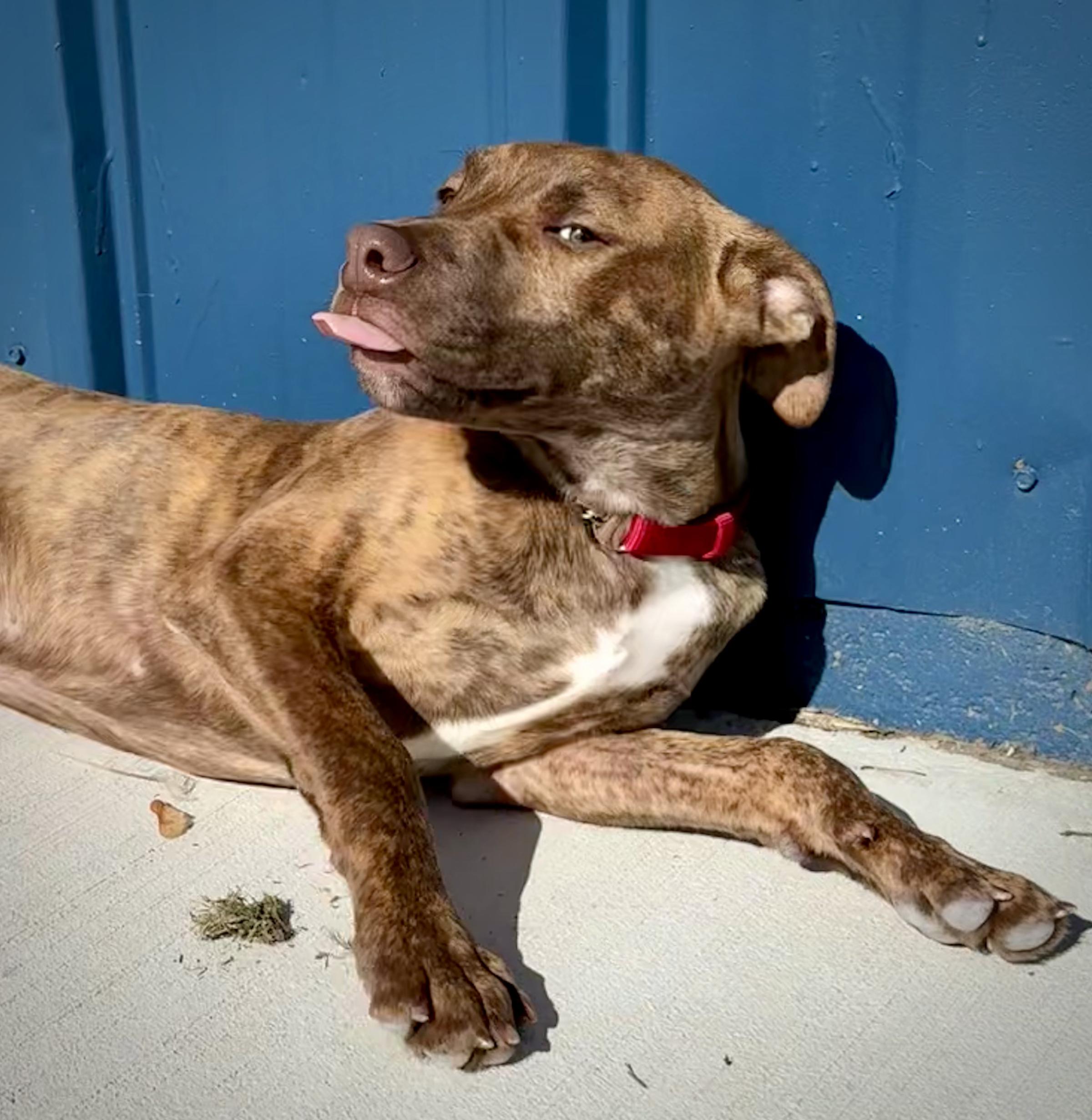 Tornado, an adopted mixed breed in Kalamazoo, MI image 3/5