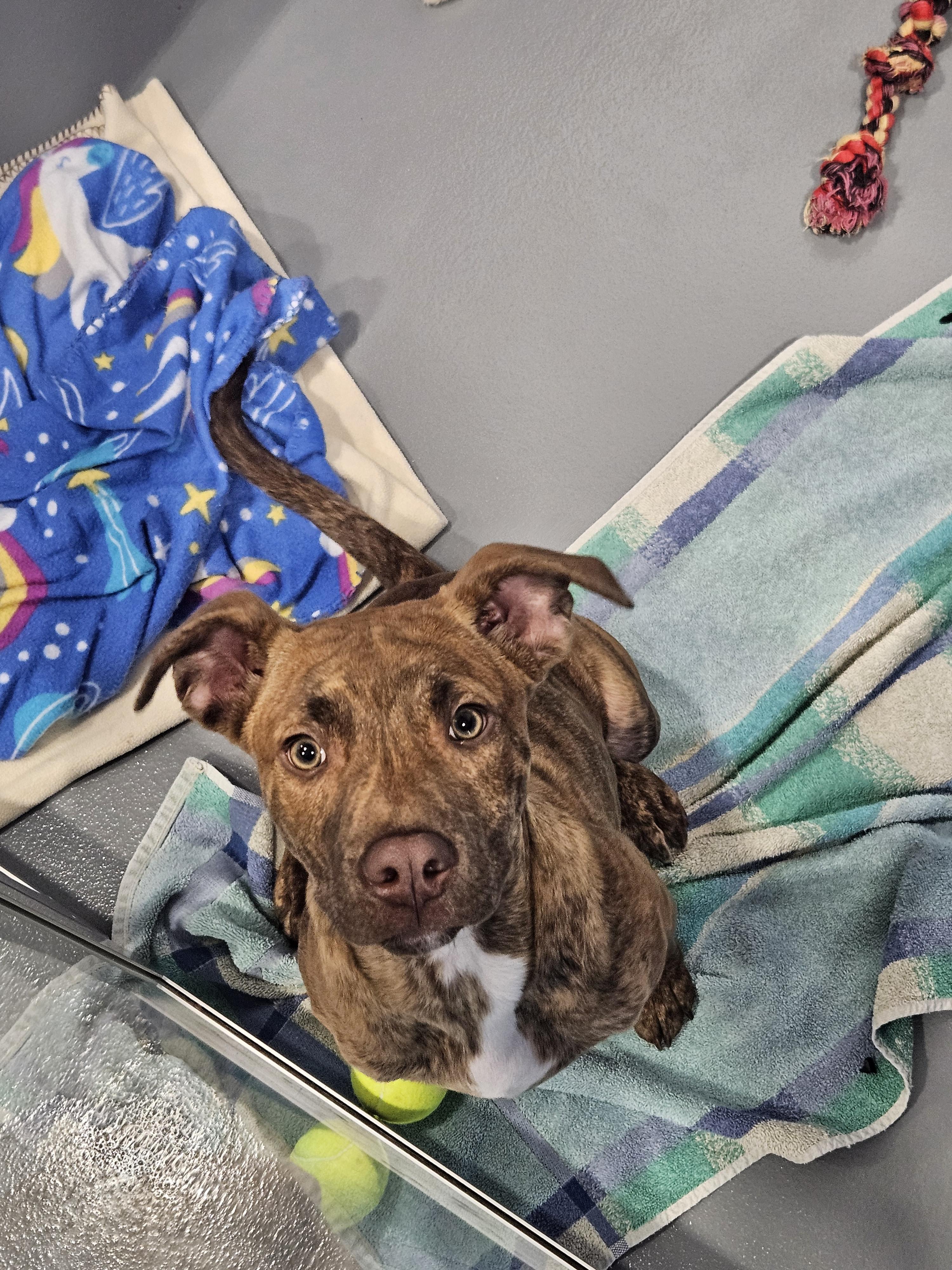 Enlarge Tornado, an adoptable mixed breed in Kalamazoo, MI image 1/4