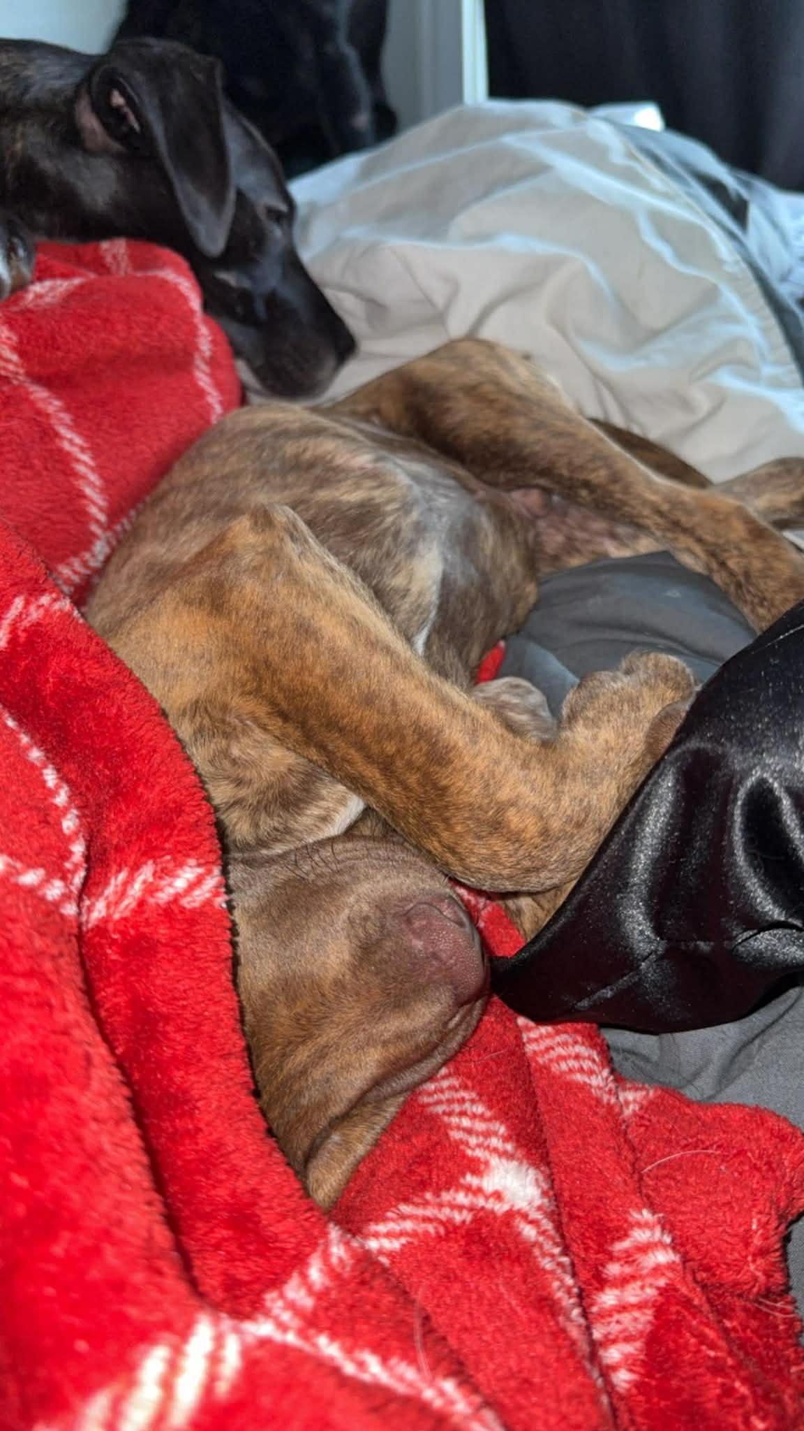 Enlarge Tornado, an adoptable mixed breed in Kalamazoo, MI image 4/4