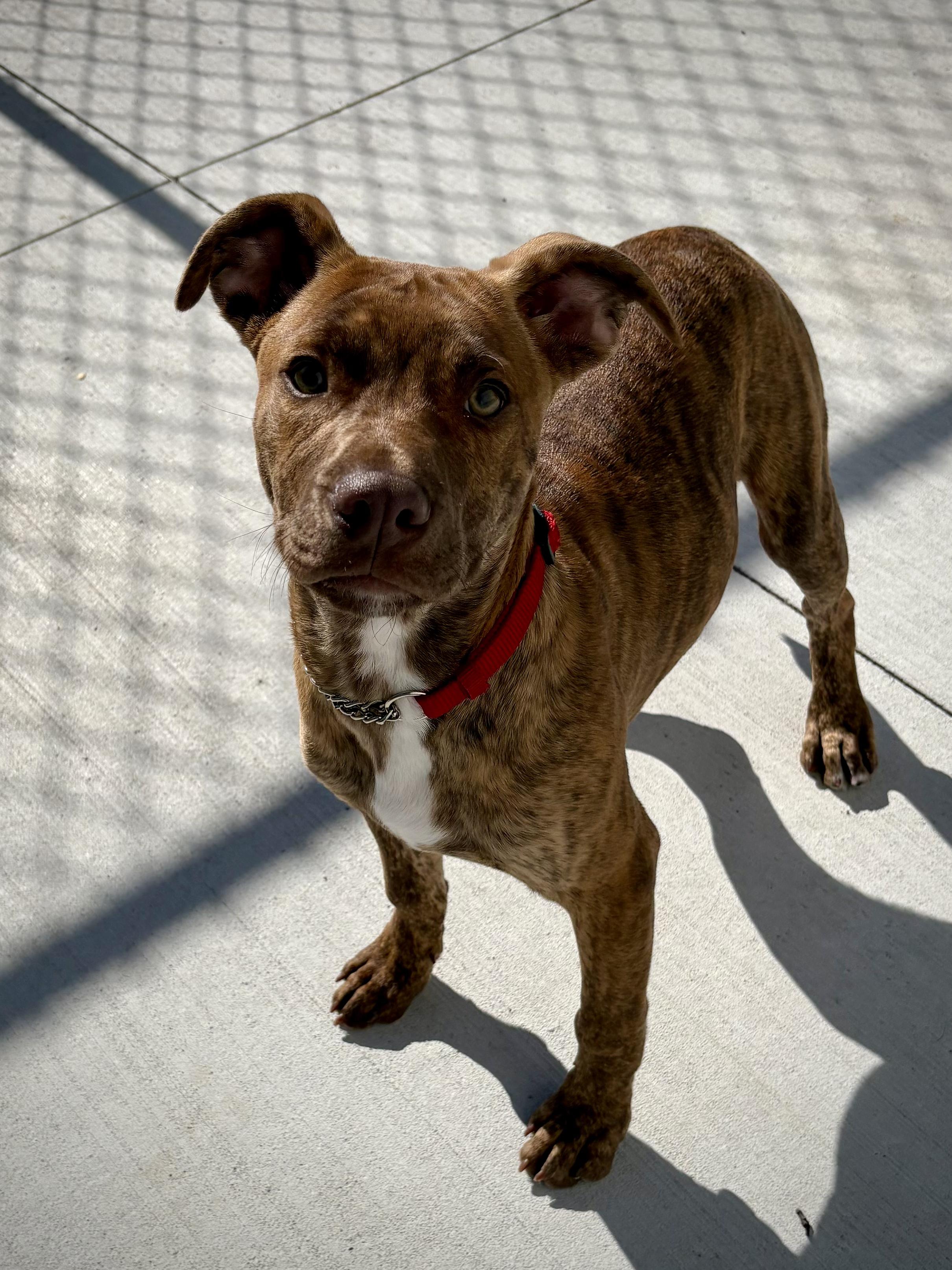 Tornado, adoptable, Puppy Male Labrador Retriever & Terrier.