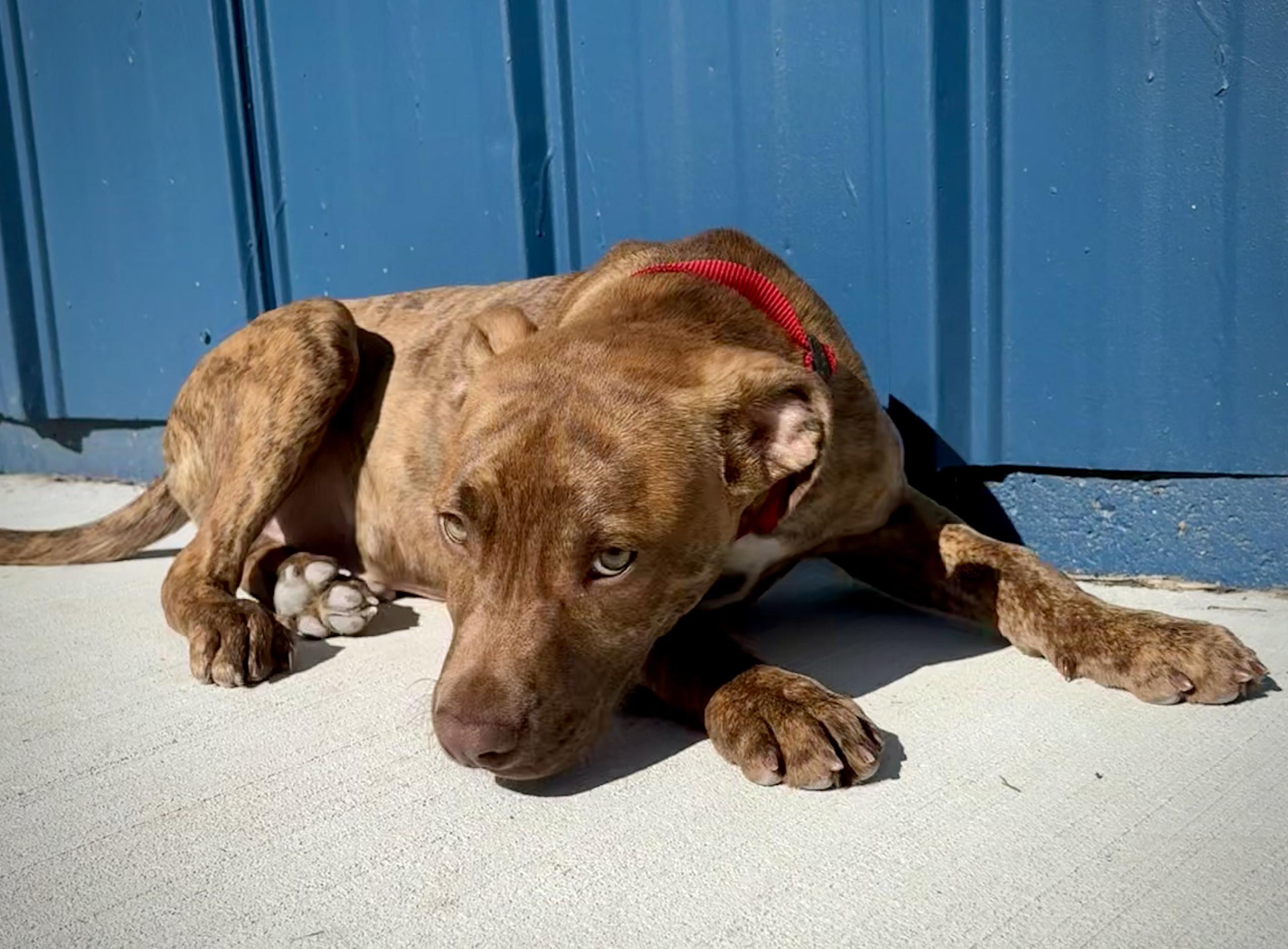 Tornado, an adopted mixed breed in Kalamazoo, MI image 2/5