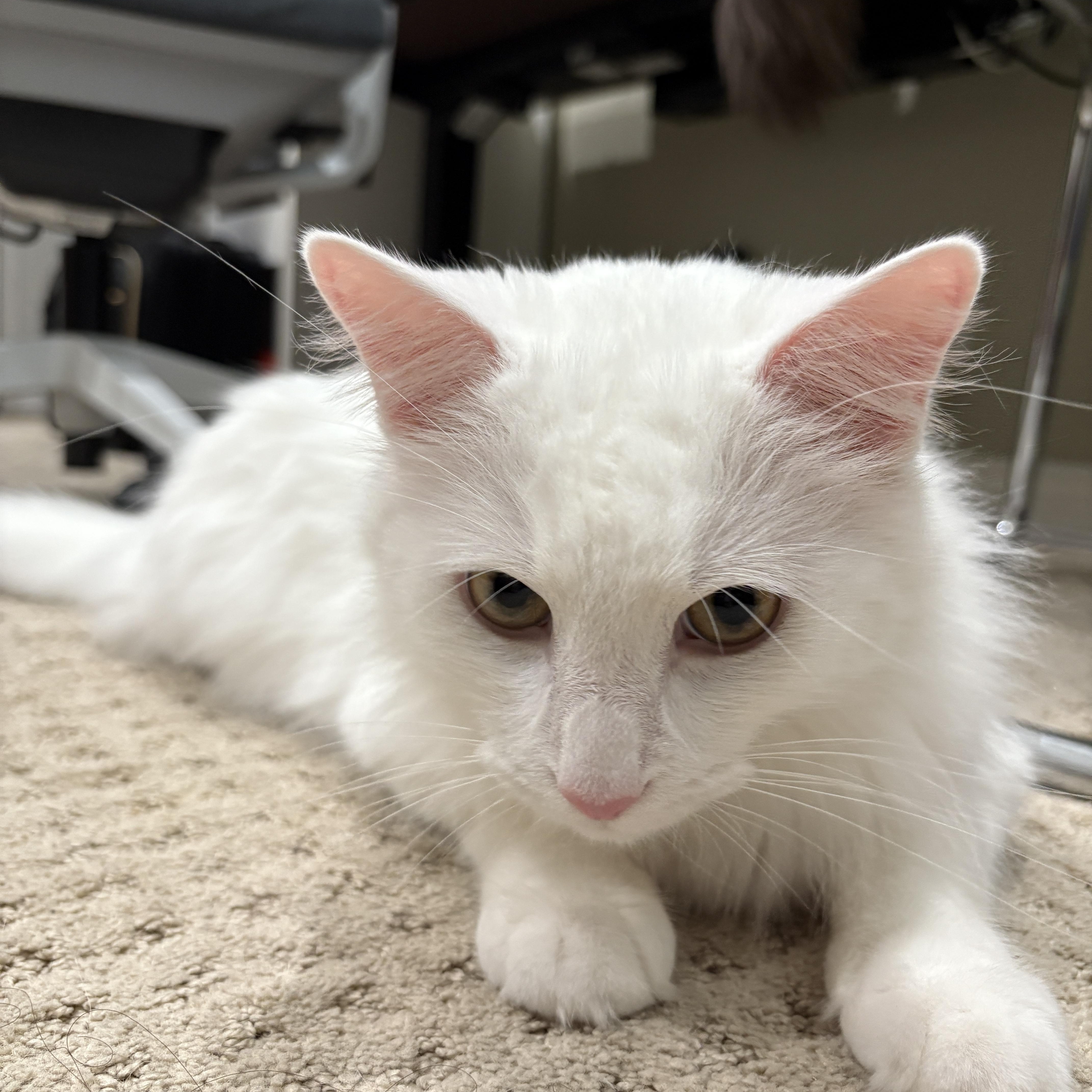 Haku  An Only thumbnail 3