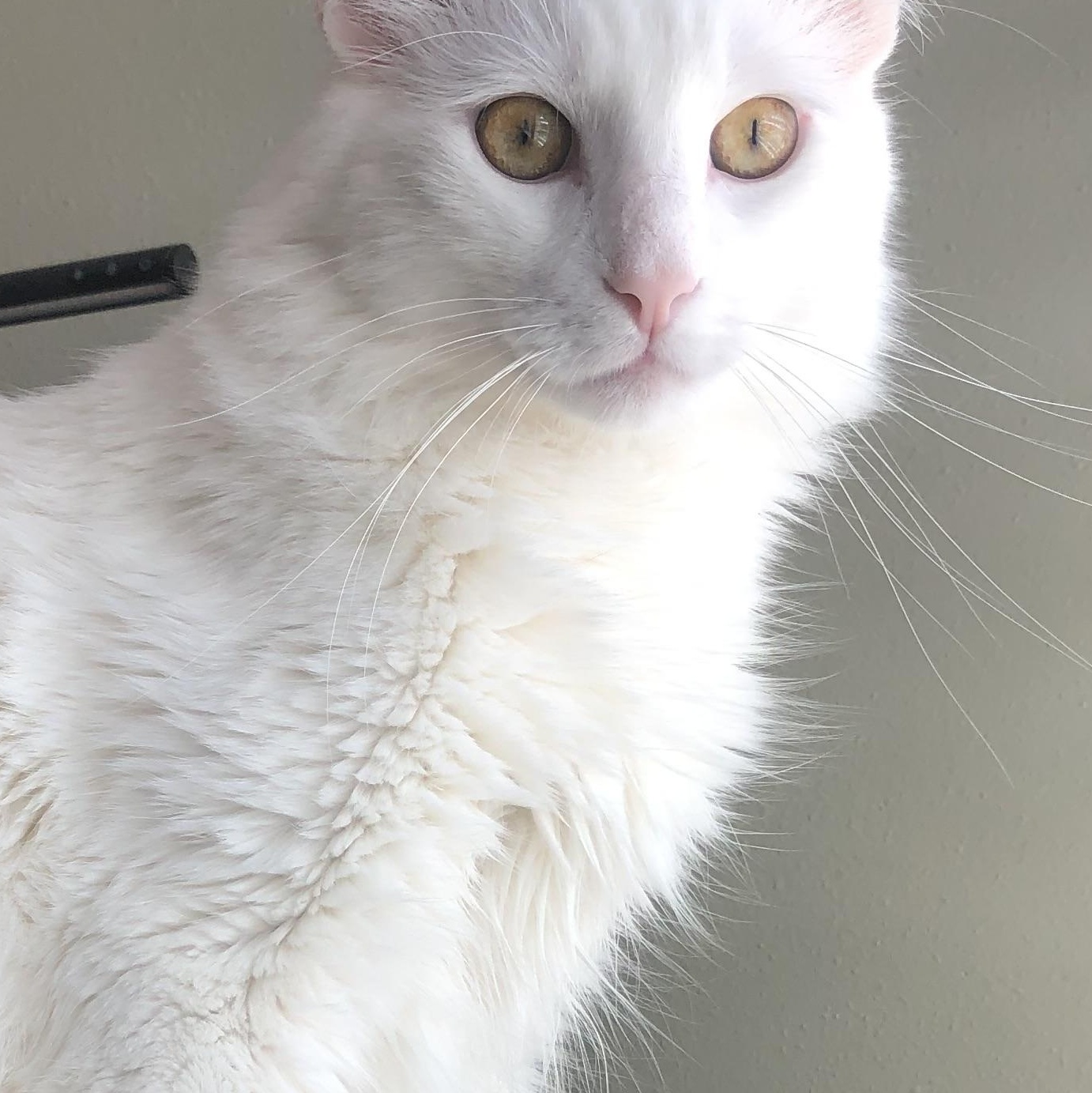 Haku  An Only thumbnail 4