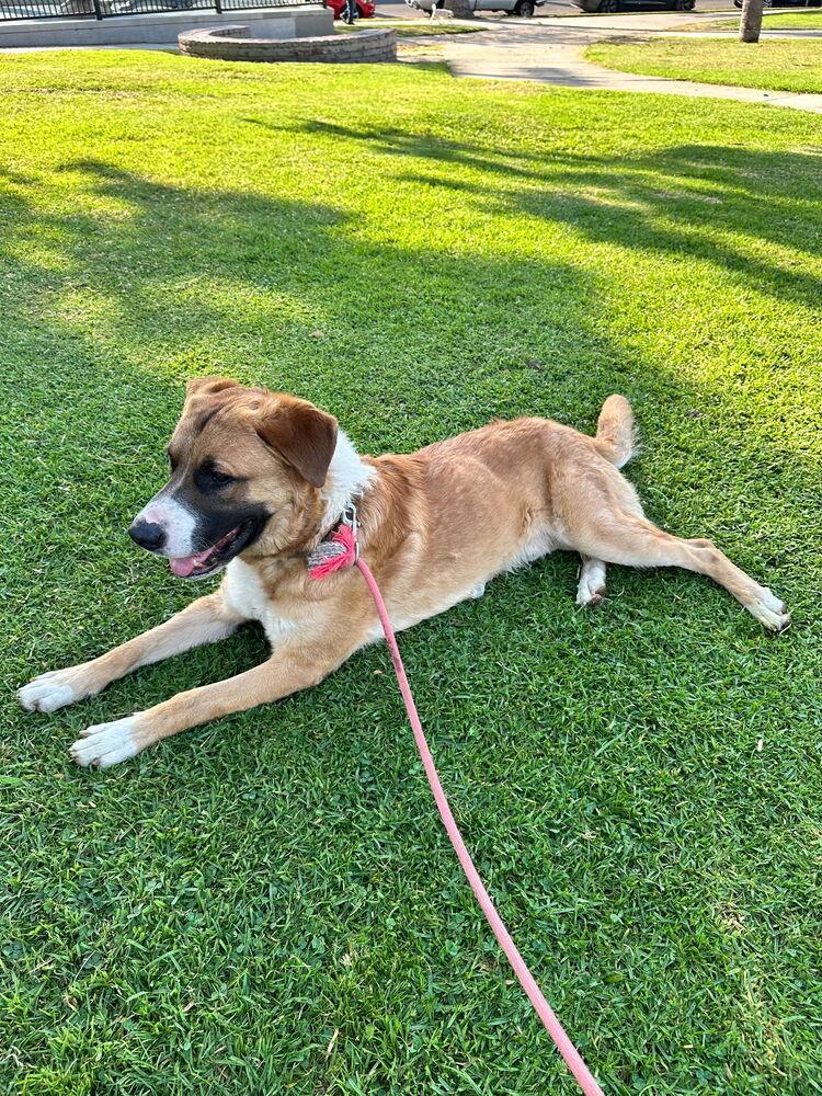 Enlarge Beethoven, a Adoptable mixed breed in Lancaster, CA image 3/5