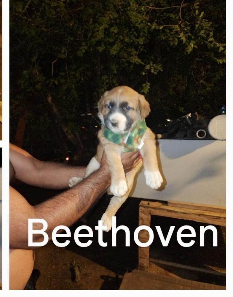 Enlarge Beethoven, a Adoptable mixed breed in Lancaster, CA image 4/5