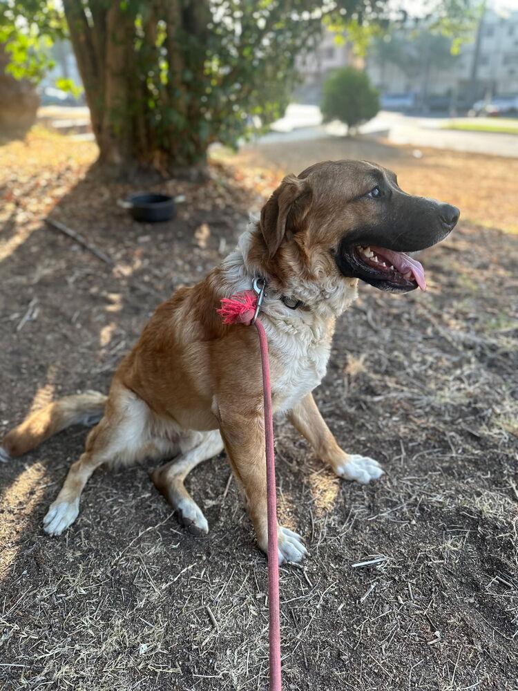 Enlarge Beethoven, a Adoptable mixed breed in Lancaster, CA image 5/5