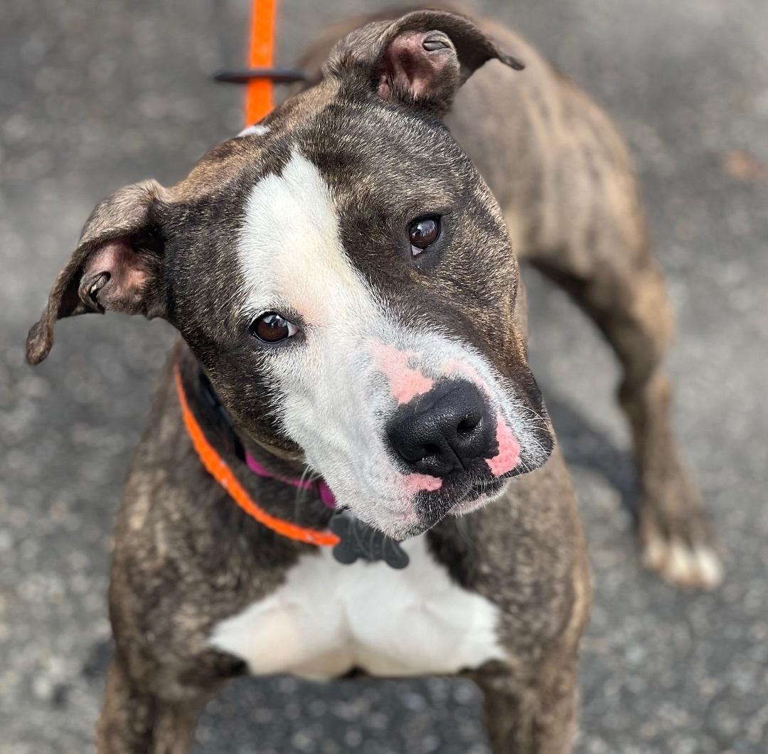 Cleo, a ADOPTABLE American Staffordshire Terrier in Cranford, NJ image 5/5